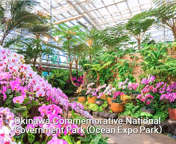 pink flowers in tropical dream center